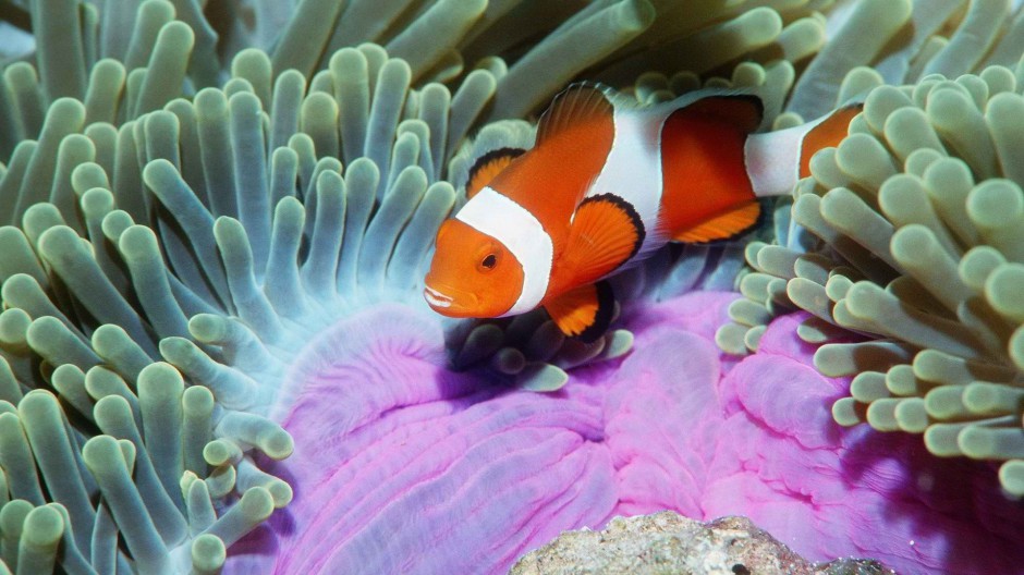 海洋里可爱的小丑鱼高清图片