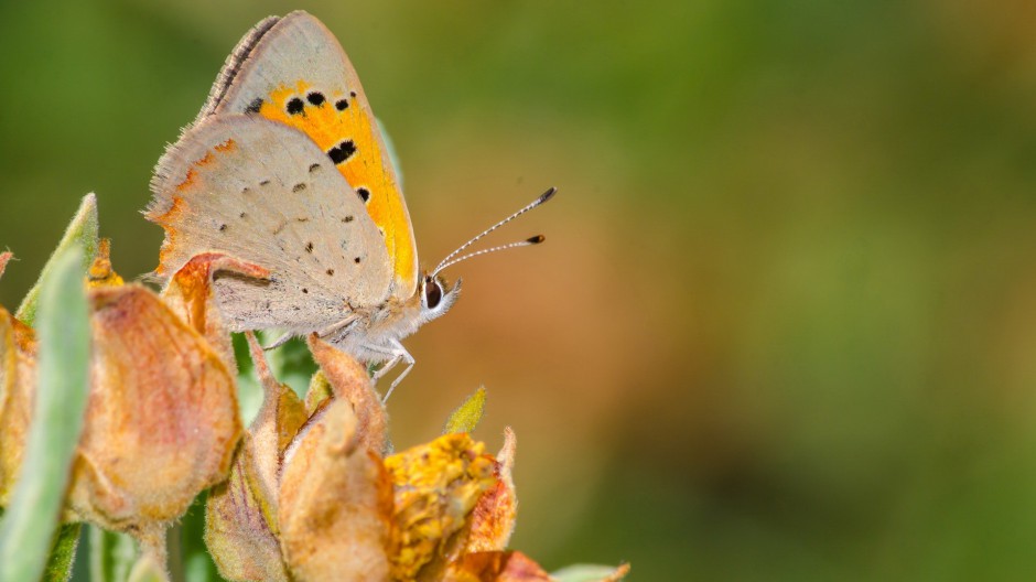春日公园高清蝴蝶昆虫壁纸