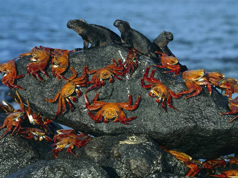 螃蟹猫头鹰等野生动物图片合集