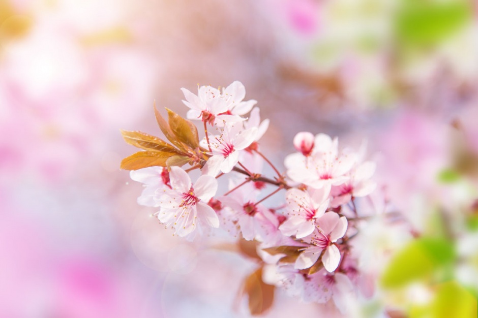 好看的粉色樱花风景摄影图片