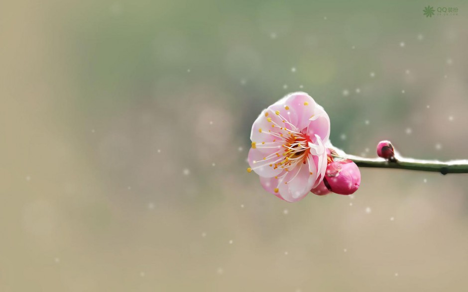 唯美梅花风景图清新迷人