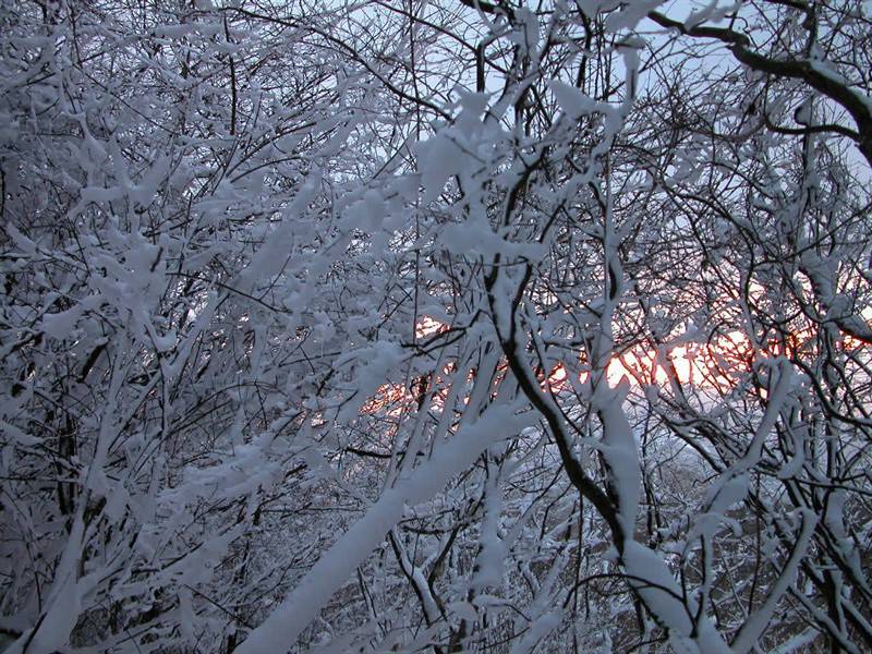 白雪覆盖的高山枯树雪景