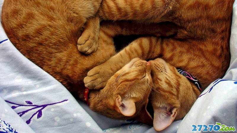 特写动物世界 动物瞬间