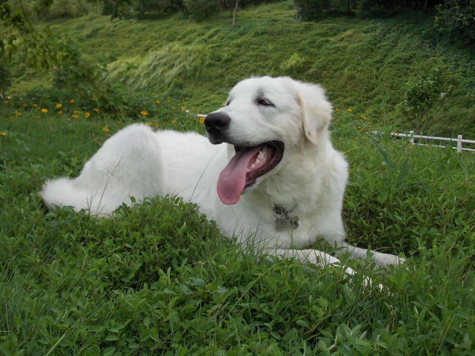 趴着的狗纯种大白熊犬图片