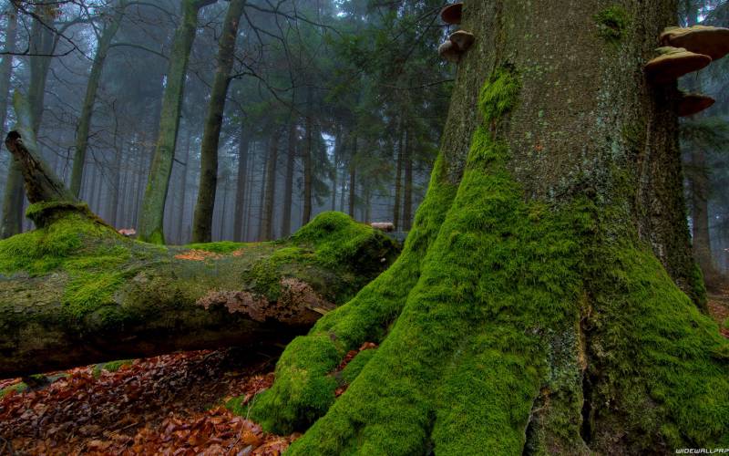 唯美冬日恋曲高清风景壁纸