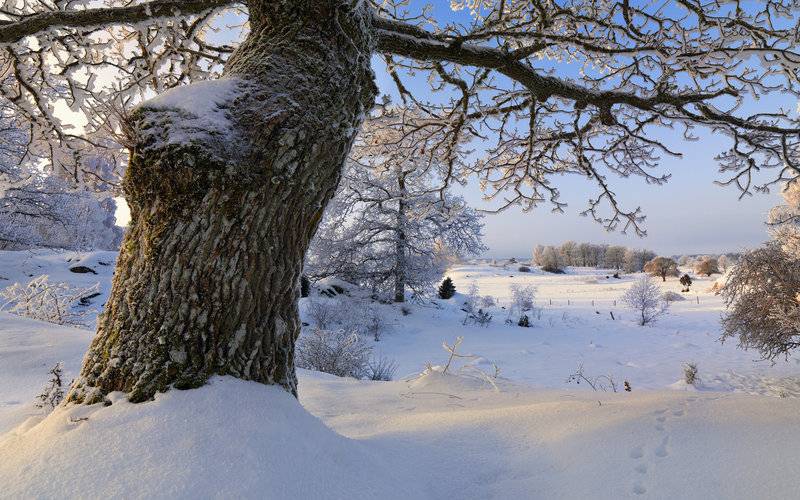 瑞典冬日白茫茫的雪景壁纸