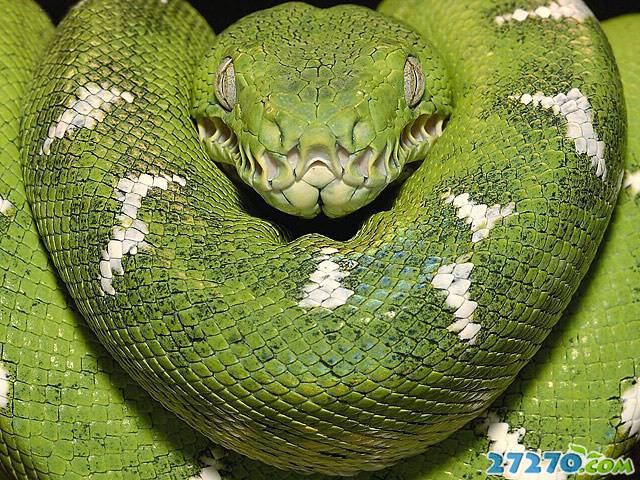 绿色传奇 鬼蛇魅影