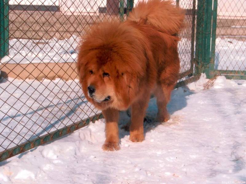 凶猛藏獒呲牙怒吼吓坏雄狮 东方神犬王者称霸