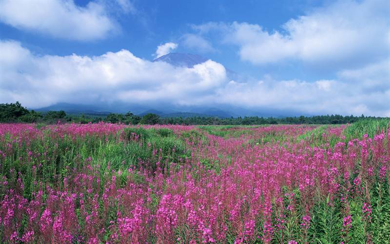 唯美花海花卉近拍美景