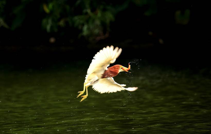 中国鸟类动物池鹭摄影图片