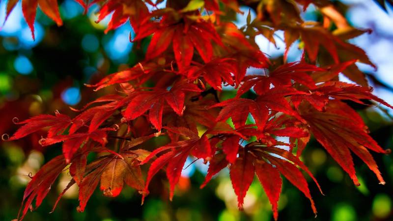 香山红叶秋意浓浪漫风景高清图片
