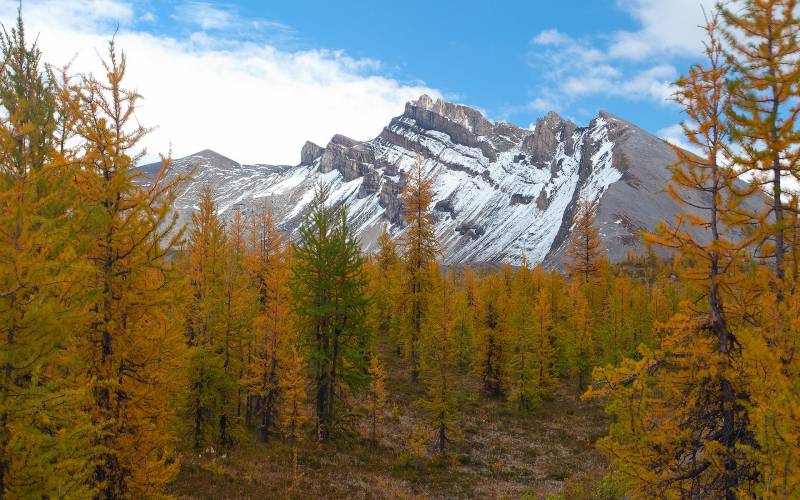 壮丽的森林公园山水风景图片壁纸