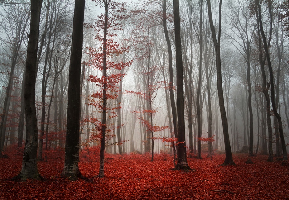 红树林唯美梦幻风景图片