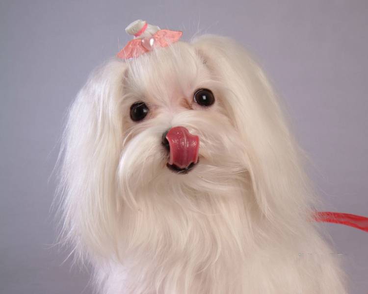 温顺可爱的马尔济斯犬动物壁纸