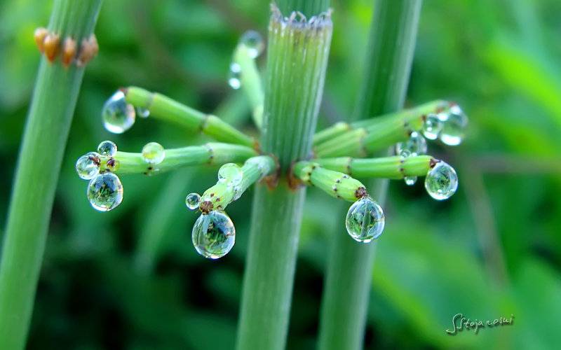 绿绿植物叶子上的雨滴与露珠