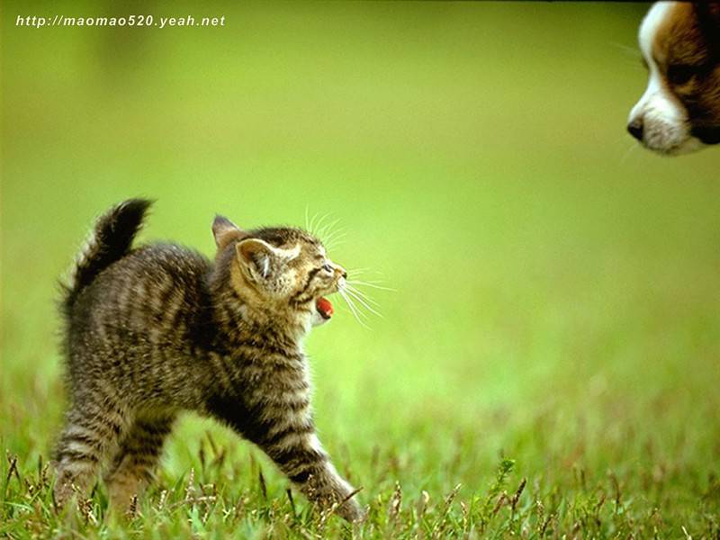 可爱小奶猫草地飞奔萌萌美图集