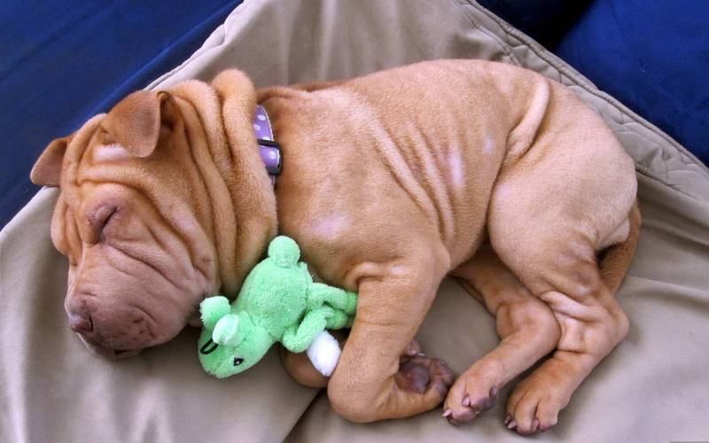 在睡觉的可爱小沙皮犬高清图片