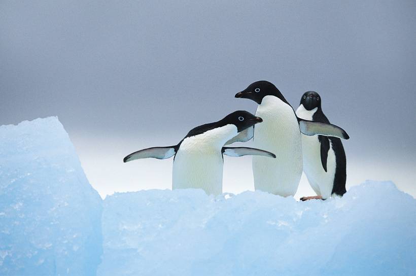 温馨企鹅家庭高清图片