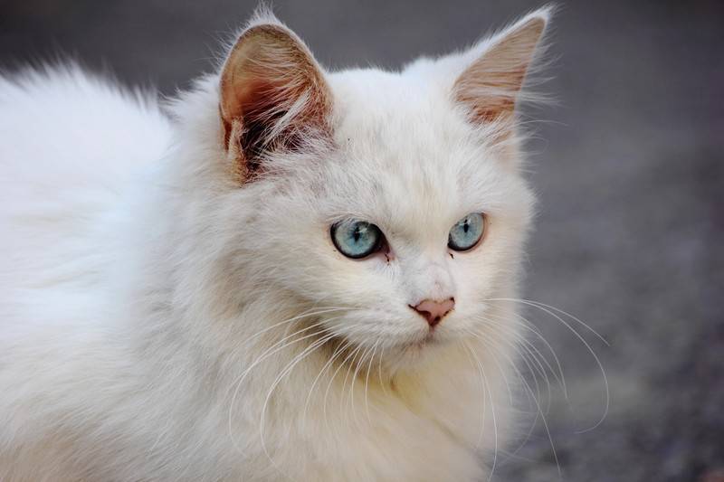 长毛蓝眼白猫气质高贵图片