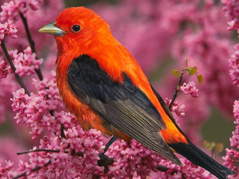 自然界五颜六色的可爱小鸟图片