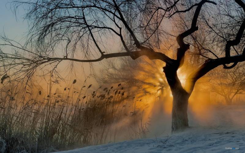 微雾笼罩的秋冬清晨唯美风景图片