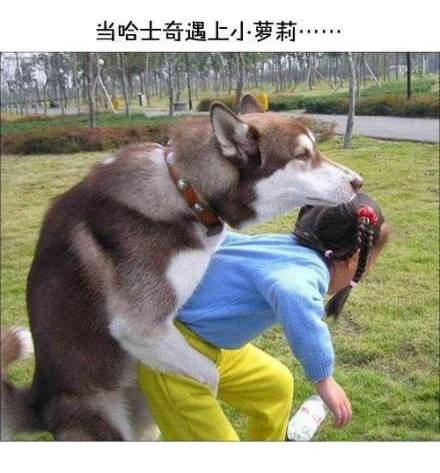 哈士奇动物搞笑静态图片