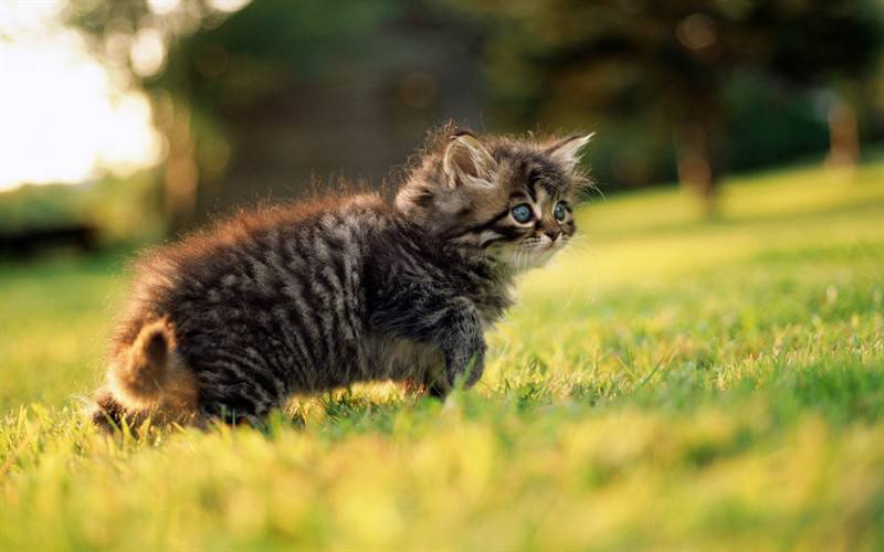 可爱小猫咪高清动物图片特写