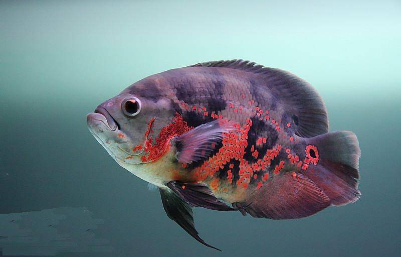红地图鱼色彩斑斓图片