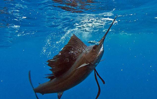 凶猛食肉鱼类太平洋旗鱼图片