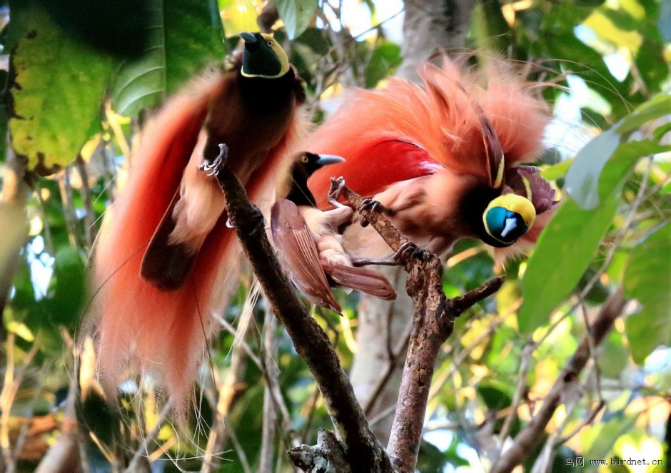 树枝上的印尼天堂鸟图片