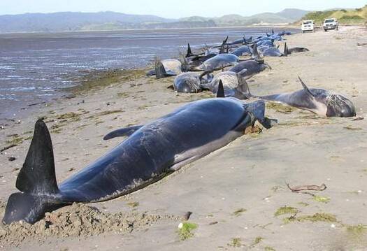 大量鲸新西兰搁浅 频频发生搁浅的真相竟然是这样