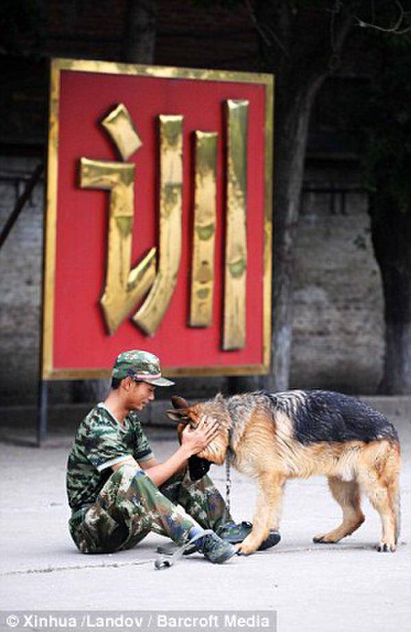 警犬排队吃饭 六只警犬叼饭盆排队画面激萌(3)