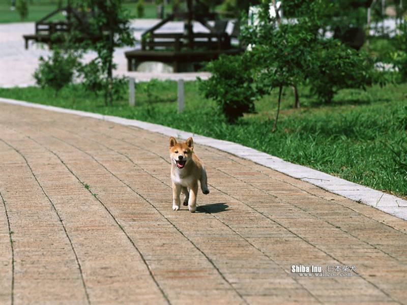 日本柴犬田园玩耍可爱抓拍