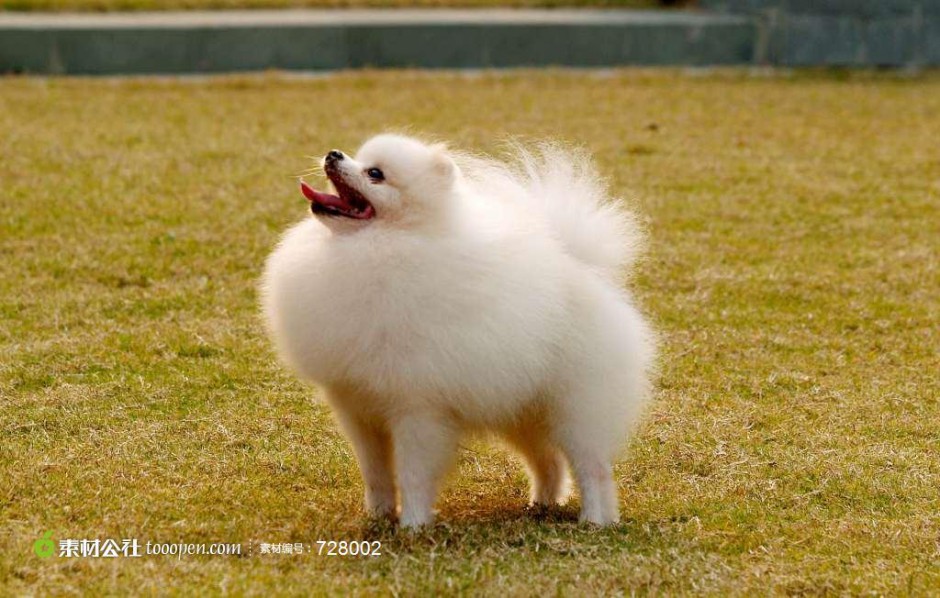 户外活动的成年白色博美犬图片