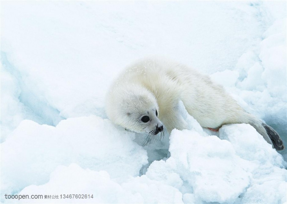 超萌北极竖琴海豹图片特写