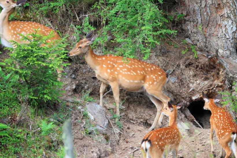 梅花鹿图片唯美森林动物壁纸