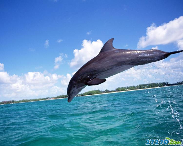 特写海洋生物 海豚