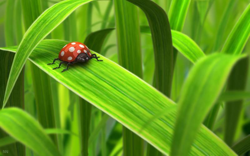 养眼绿色植物精美壁纸欣赏