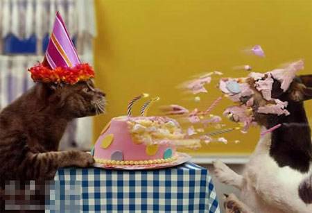 搞笑猫咪图片之祝你生日快乐