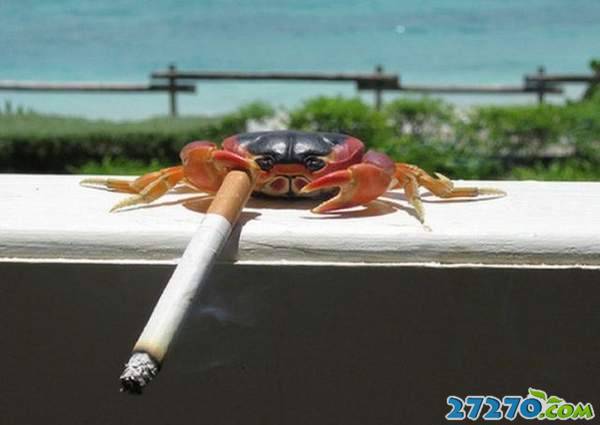 每日爆笑 会抽烟的螃蟹