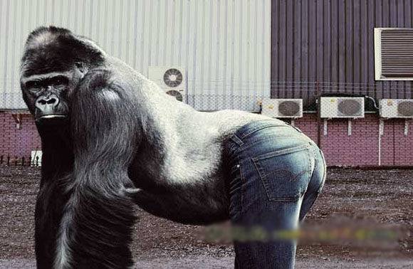 金刚猩猩图片搞笑之这大腿很销魂啊