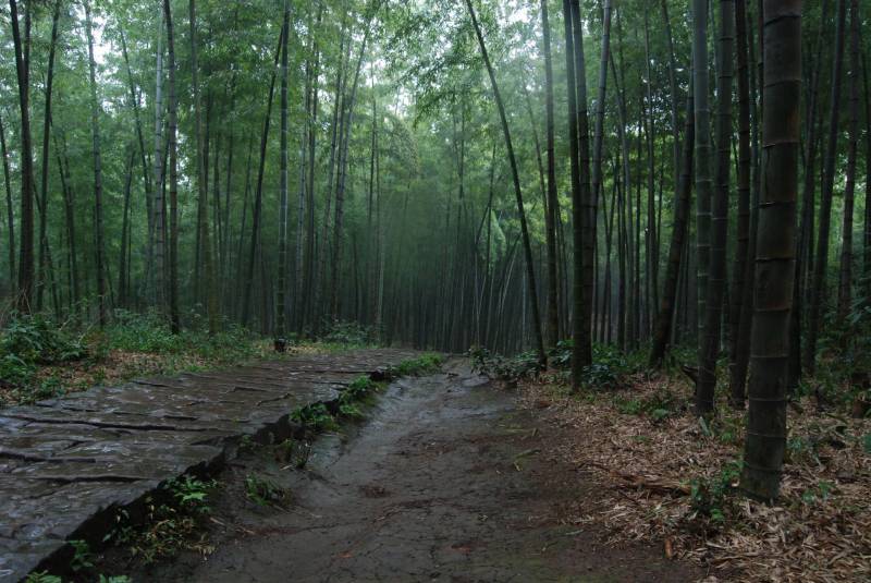 美丽的竹海高清风景壁纸