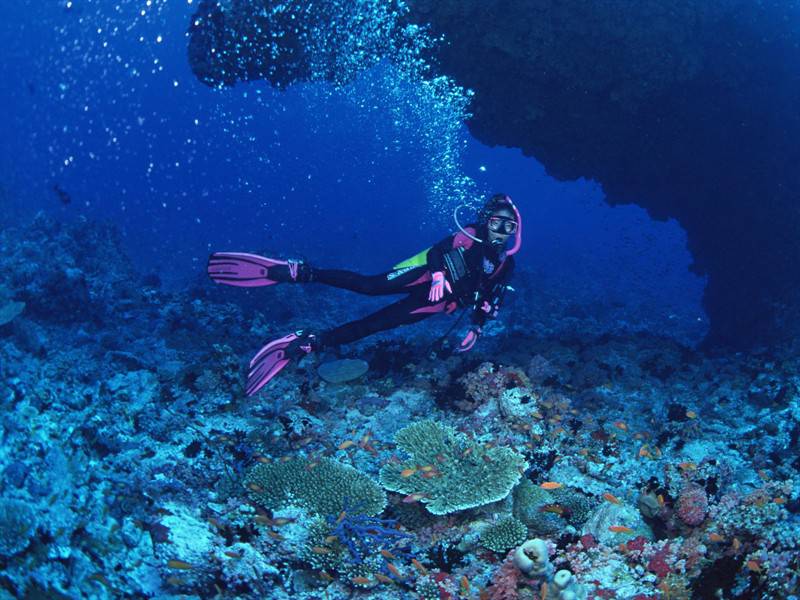 海底世界海洋生物图片赏析