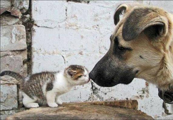 小动物搞笑图片之友爱之吻