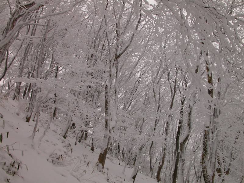 白雪覆盖的高山枯树雪景