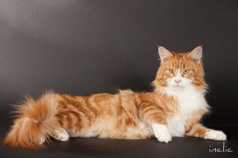 缅因猫坐姿慵懒优雅图片