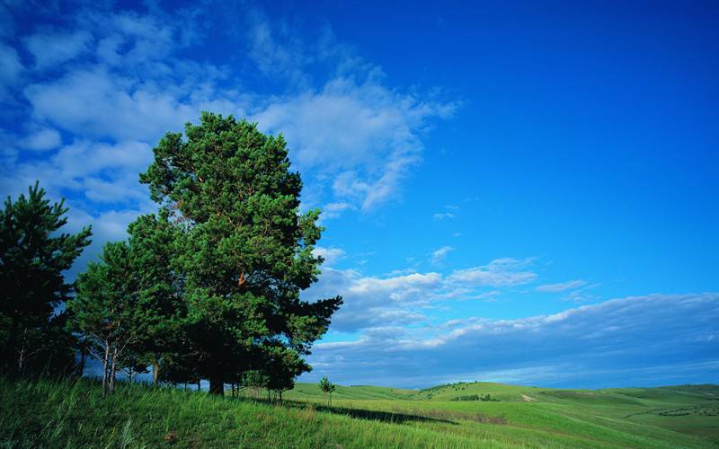 青葱绿色草原风光美景