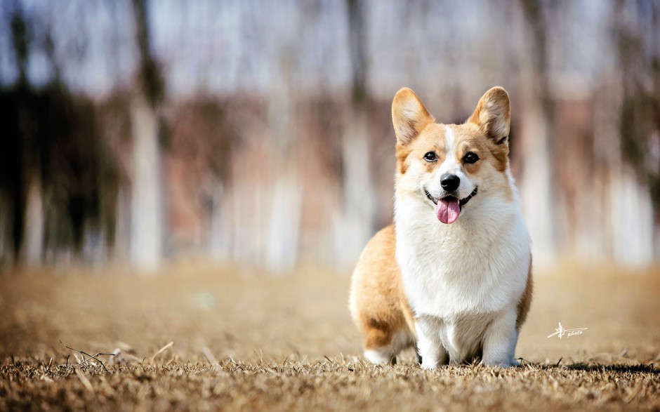 呆萌短小柯基犬美宠欣赏