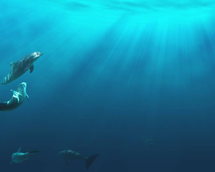 深海底浪漫唯美海洋风景图