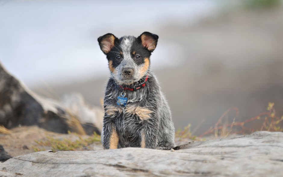 超萌狗狗牧牛犬秋季户外写真图片壁纸